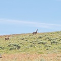 Antelope, Northern Nevada